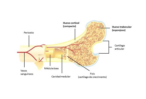 Esquema de la estructura ósea con hueso cortical, trabecular y vasos sanguíneos