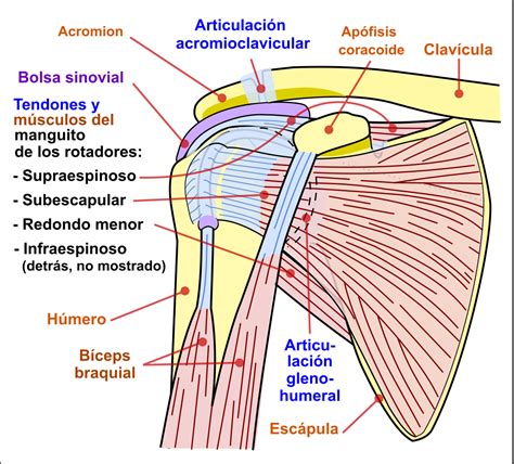 Esquema anatómico del hombro mostrando el acromion, manguito rotador y bursa, ilustrando el pinzamiento