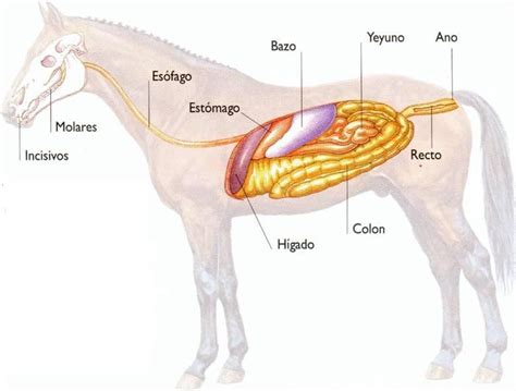 Esquema de las partes del aparato digestivo del caballo