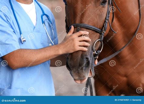 Fotografía de un veterinario examinando un caballo, ilustrando la especialización equina