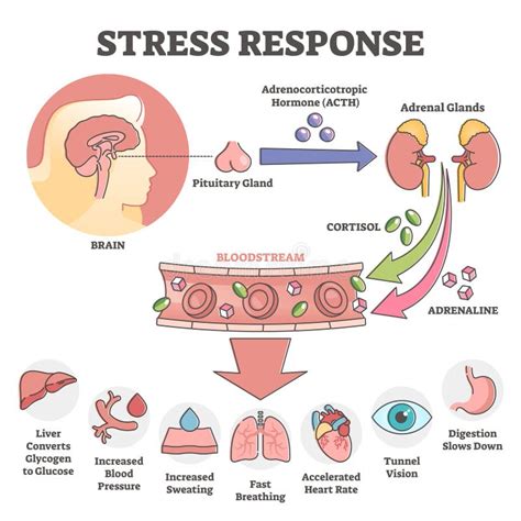 Gráfico ilustrativo sobre la respuesta hormonal al estrés en adultos mayores (cortisol y adrenalina)