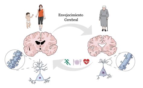 Esquema de las etapas del envejecimiento cerebral
