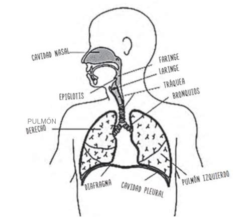 Esquema de las partes del aparato fonador humano