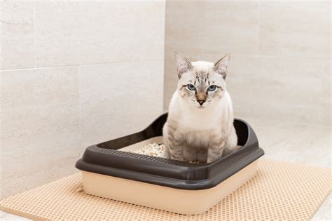 Foto de un gato usando un arenero, destacando la importancia de la higiene felina
