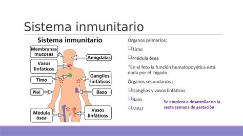 Esquema del sistema inmunológico y su respuesta a infecciones