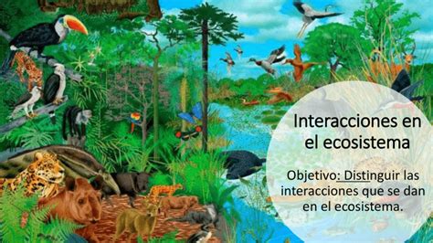 Esquema de las interacciones y el ecosistema de apoyo en el cuidado domiciliario