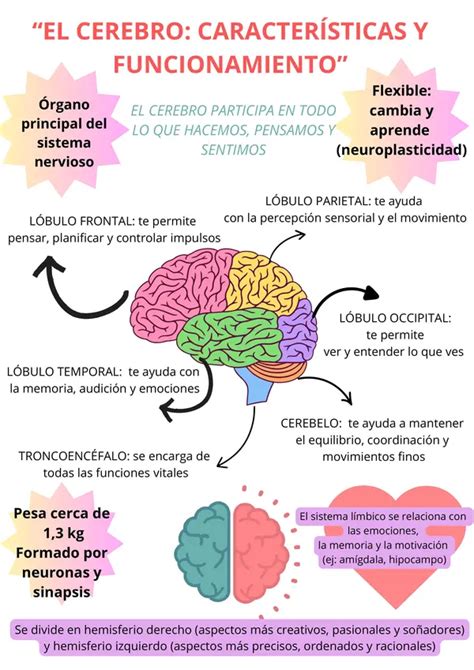 Infografía ilustrando el cerebro y sus diferentes regiones, con posibles áreas afectadas por condiciones como la hipoplasia o la agenesia del cuerpo calloso