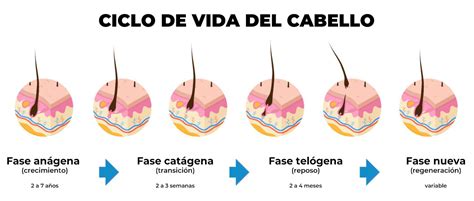 infografía sobre el ciclo de vida del cabello y los cambios con la edad