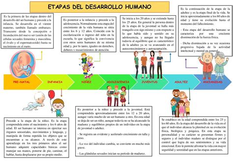Esquema de las etapas del desarrollo humano