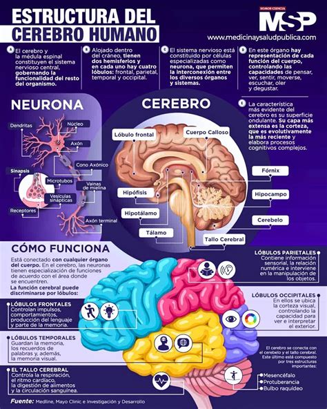 infografía sobre la estructura del cerebro y sus funciones