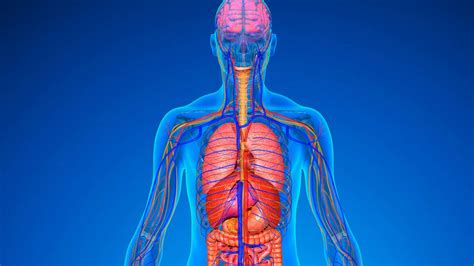 Ilustración mostrando diferentes zonas del cuerpo y su potencial impacto en la durabilidad de los tatuajes.