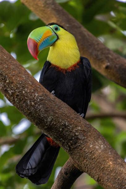 Foto de un tucán de pico acanalado en un árbol