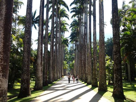 Camino de palmeras en el Jardín Botánico de Río de Janeiro