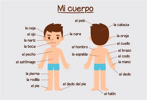 Esquema de la composición corporal en el envejecimiento