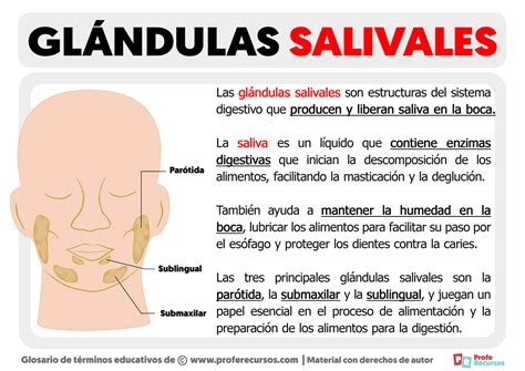 Esquema de las glándulas salivales y el proceso de deglución