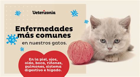 Infografía sobre enfermedades comunes en gatos senior