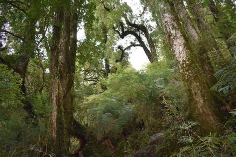 Ilustración de un bosque nativo en Chile con un camino forestal serpenteando a través de él, destacando la infraestructura de acceso.