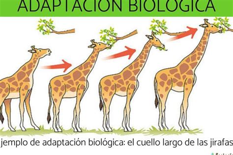 Infografía ilustrando el proceso de adaptación ambiental en el envejecimiento, mostrando factores personales y ambientales que llevan a adaptación óptima o desadaptación