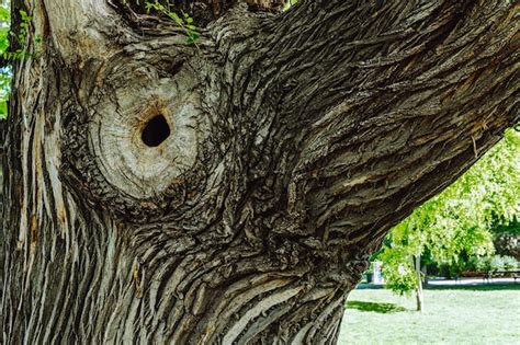 Esquema de las características de un árbol anciano (grietas, huecos, ramas retorcidas)