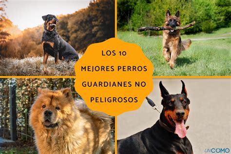 Perro guardián en postura de alerta frente a una casa