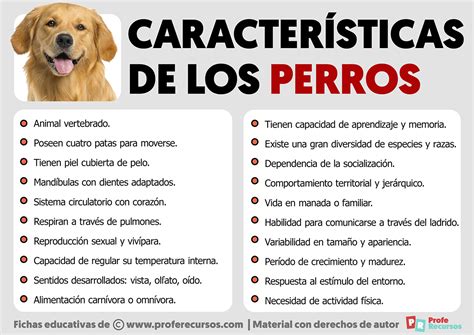 Esquema de las características de un perro guardián ideal