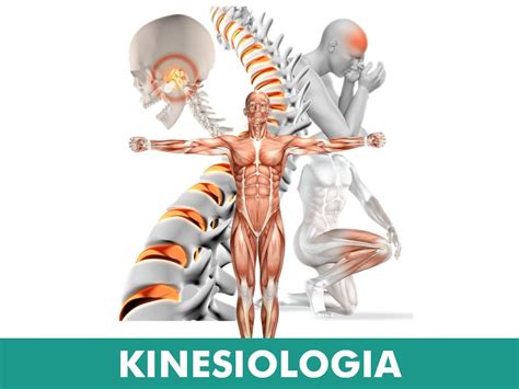 Infografía sobre los beneficios de la kinesiología para adultos mayores