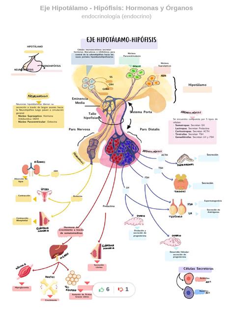 Esquema de las hormonas clave en la regulación del apetito y su interacción con el cerebro