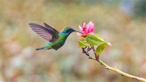 Imagen de un colibrí o un paisaje andino con elementos de la cosmovisión indígena.
