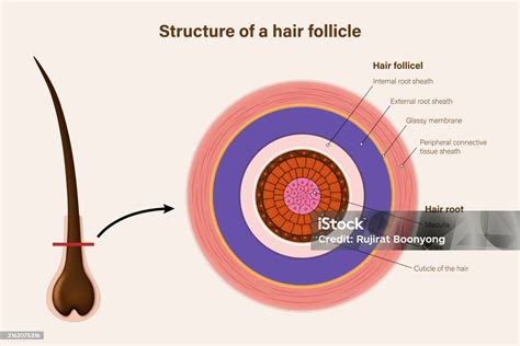 Diagrama científico que muestra la estructura de un folículo piloso y una mitocondria