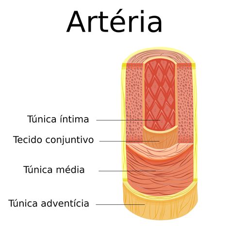 diagrama de la arteria y el papel del endotelio