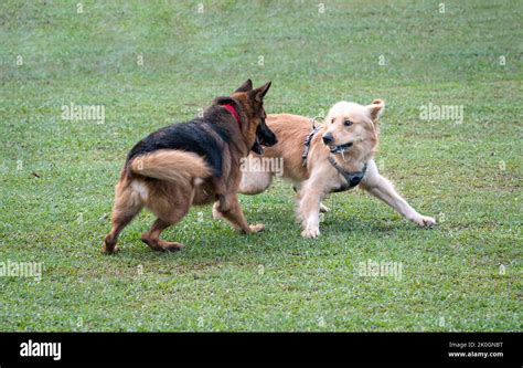 perros pastores alemanes y golden retriever desfilando con carabineros