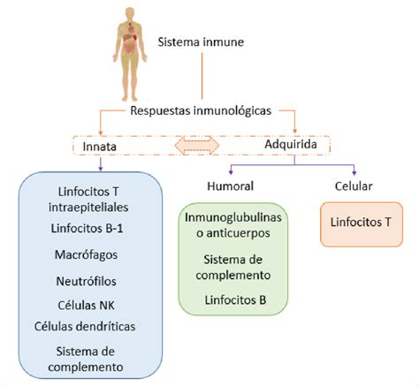 Esquema del sistema inmunológico y sus componentes
