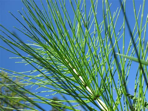 Ilustración de la planta cola de caballo (Equisetum arvense) en su hábitat natural.