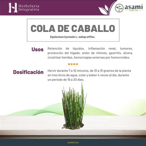 Esquema infográfico de la composición química de la cola de caballo y sus principales compuestos activos.