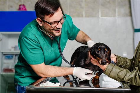 Veterinario revisando un perro en un hogar acogedor