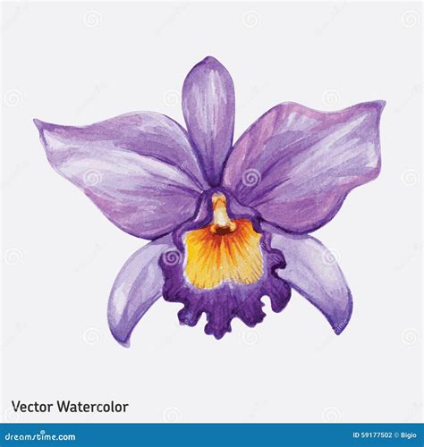 Ilustración de una orquídea silvestre amenazada