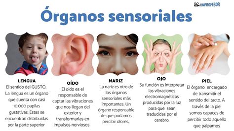 Infografía: Tres sistemas sensoriales clave para el equilibrio