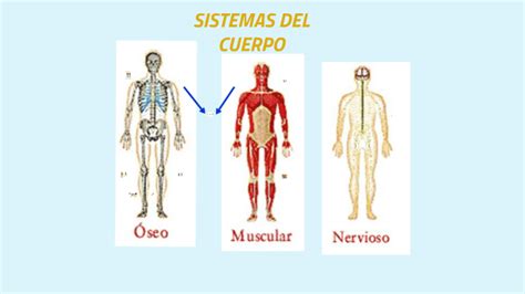 Esquema de los sistemas corporales (nervioso, muscular, óseo) y su relación con el movimiento