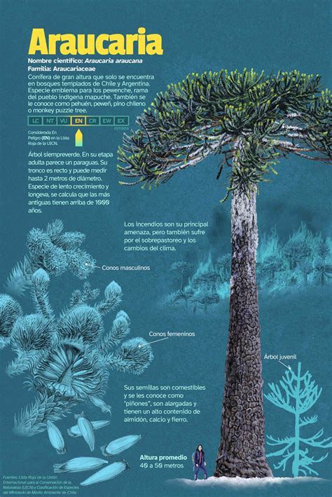Infografía sobre especies nativas protegidas en Chile (Araucaria, Alerce) y el proceso de solicitud de permisos para tala