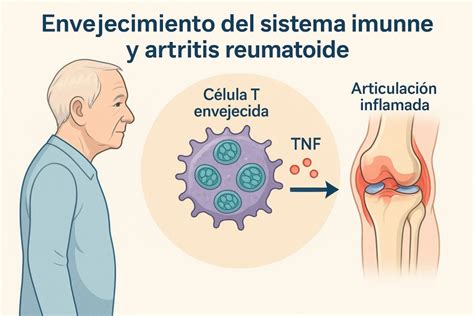Esquema sobre el envejecimiento del sistema inmunológico y la necesidad de vacunas