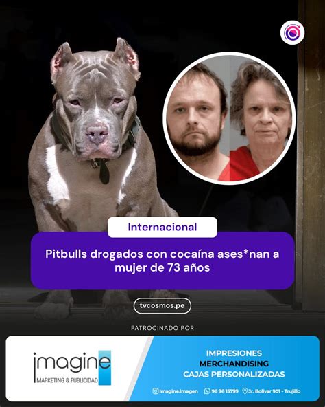 imagen de dos perros pitbull, representando a Echo y Apollo