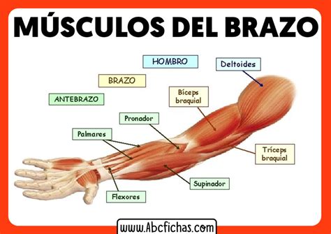 Esquema de la anatomía muscular del brazo