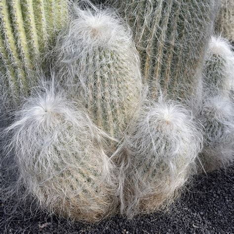 Foto de cerca del Cephalocereus senilis mostrando la densidad de sus pelos blancos