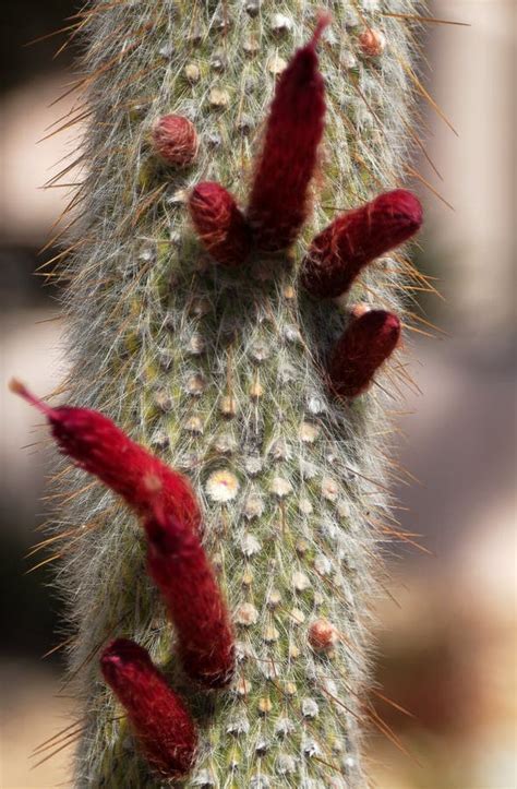 Imagen de una flor nocturna del Cephalocereus senilis