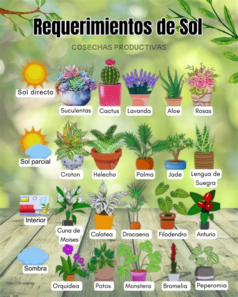 Infografía sobre las necesidades de luz solar para cactus