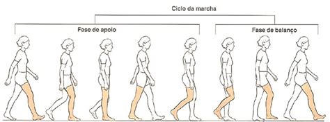 Ilustración del ciclo de la marcha, mostrando las fases de apoyo, balanceo y doble apoyo
