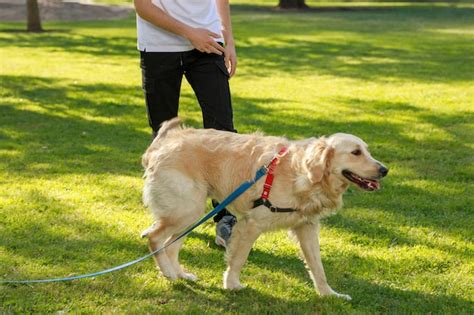 Perro anciano paseando tranquilamente en un parque