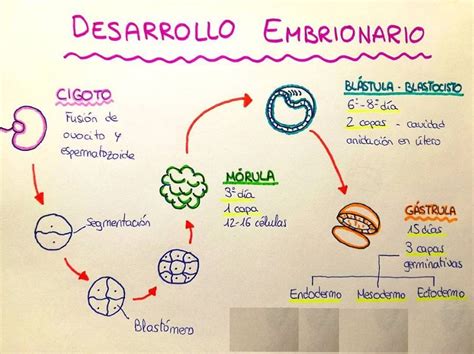 Esquema del desarrollo embrionario del ojo humano