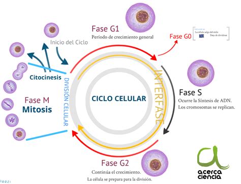 Esquema: Ciclo de vida celular y apoptosis