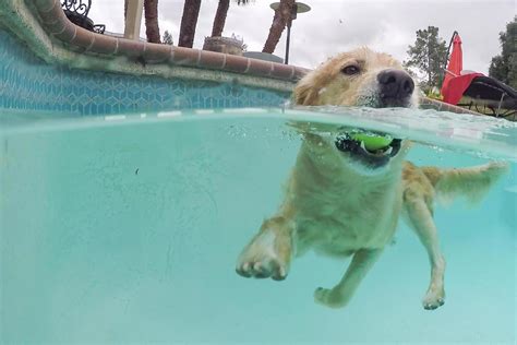 Golden Retriever senior nadando tranquilamente en un lago